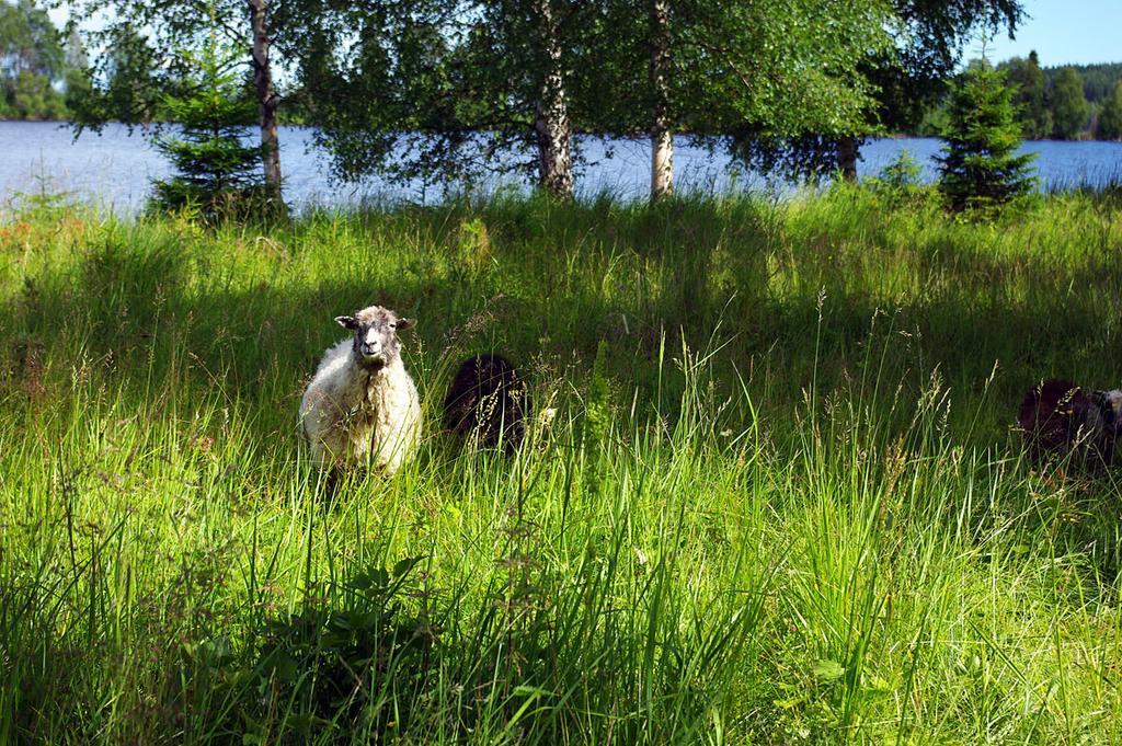 Lits Camping, Stugby Och Kanot Exteriér fotografie