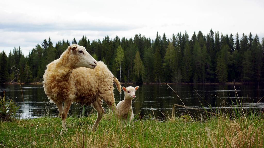 Lits Camping, Stugby Och Kanot Exteriér fotografie